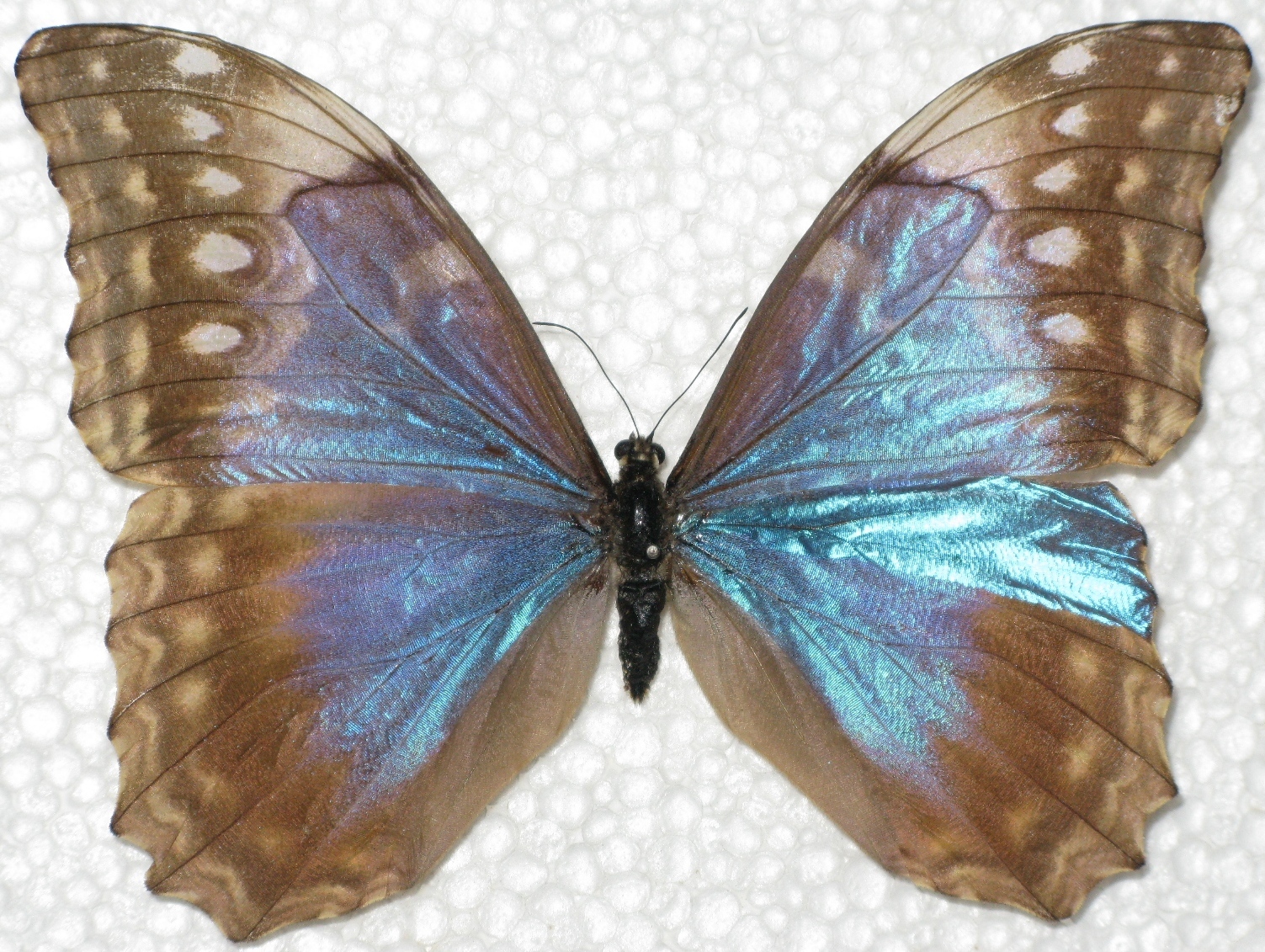 Morpho amathonte centralis GYNANDROMORPH MOSAIC Female Panama (Internet Image property of respective owner, non-commercial use only)